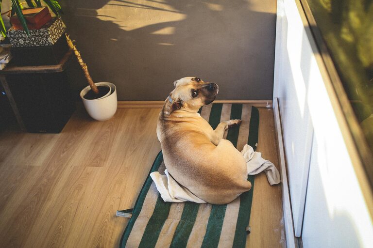 How to Set Up a Cozy and Safe Pet-Friendly Home Corner